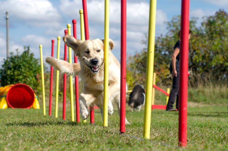 Parcours d'agility pour chien